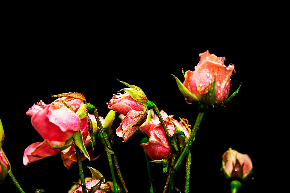 pink roses on black background