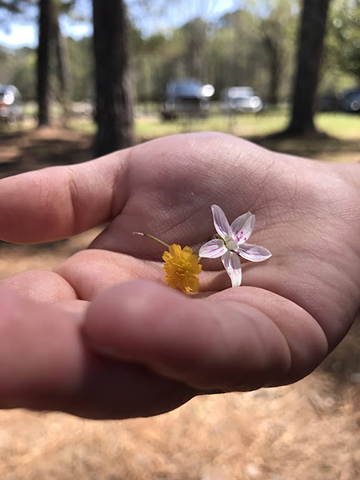 Photograph of a hand holding flowers.