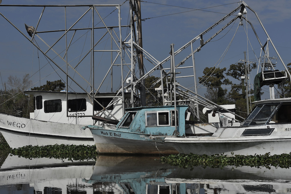 Image of old yachts that have been overcome by moss.