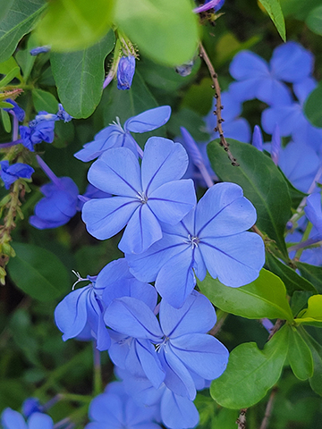 Photograph of flowers.