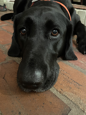 Photograph of a dog's face.