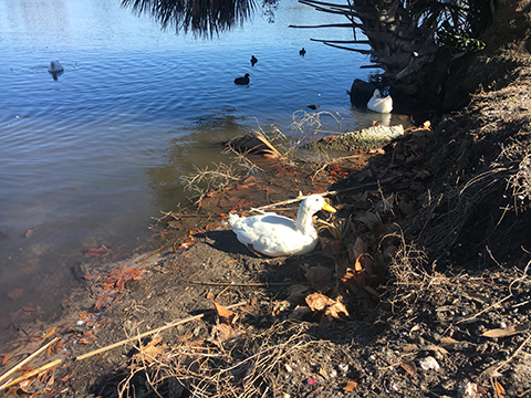 Duck in a pond.