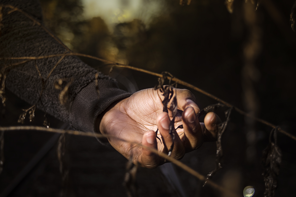 A photograph of a hand touching dead like plants