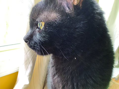 PHotograph of a cat looking out the window.