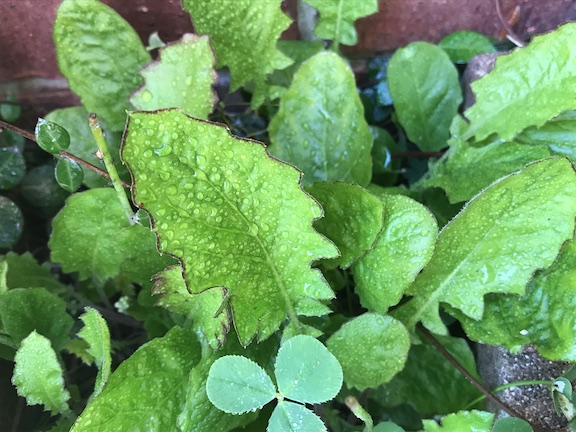 Close up of leaves.