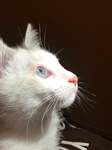 Photograph of a cat looking up.