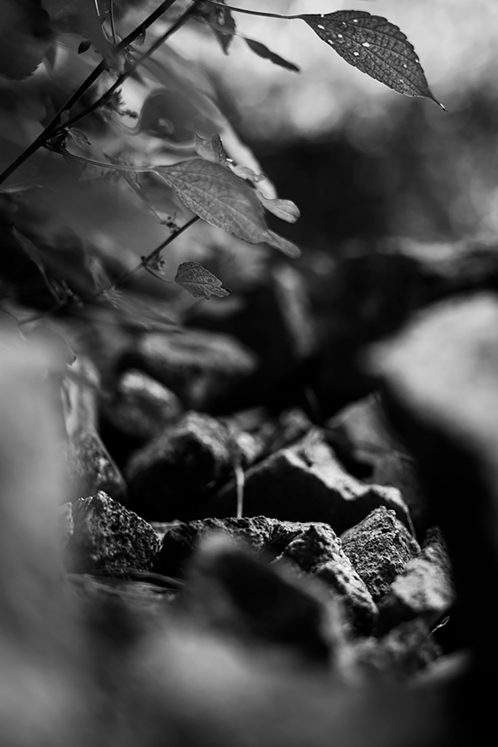 A black and white photographed image of leaves and flowers