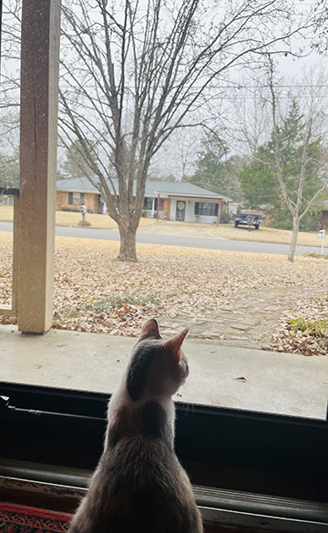 Photograph of a cat looking out of a window.