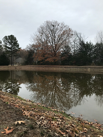 Photograph of a tree by water.