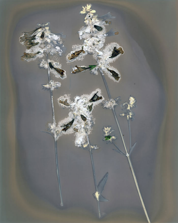 Three stems with flowers laying in a pool of water.