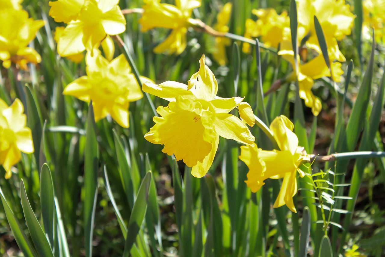 “Field of Yellow” by MSU junior art major Alexandria Johnson (Photo submitted). This is an up-close photo of yellow flowers. 